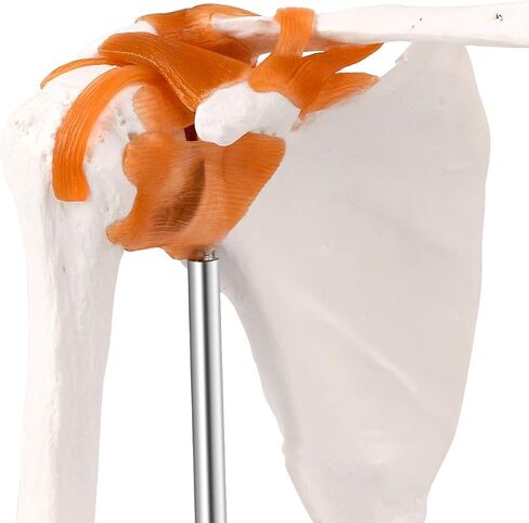 LYOU Human Shoulder Joint Model, Life Size Flexible Anatomically Accurate Shoulder Skeleton Model with Functional Ligaments and Removable Base in Saudi Arabia