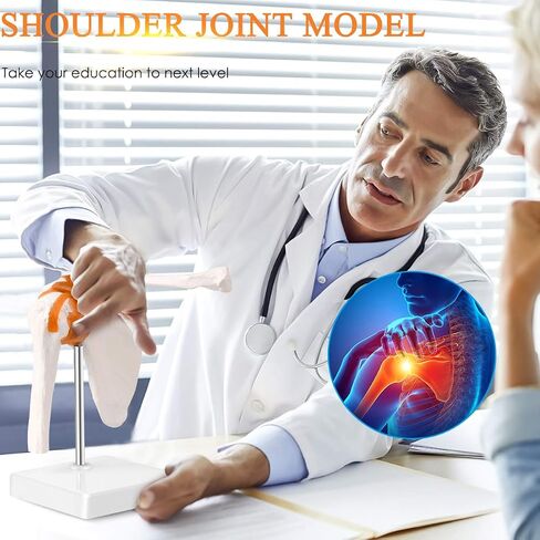LYOU Human Shoulder Joint Model, Life Size Flexible Anatomically Accurate Shoulder Skeleton Model with Functional Ligaments and Removable Base in Saudi Arabia
