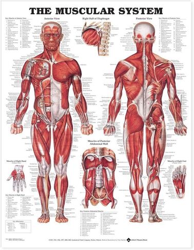 The Muscular System Giant Chart in Saudi Arabia