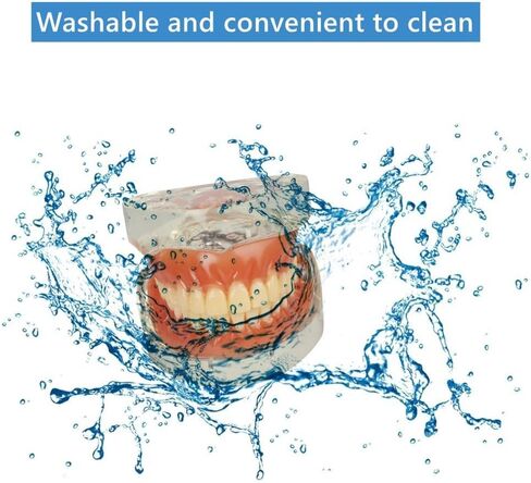 نموذج عرض الأسنان القياسي للبالغين مع أسنان قابلة للإزالة للتدريس والعرض النظيف والتعليم ونموذج الأسنان القياسي in Kuwait