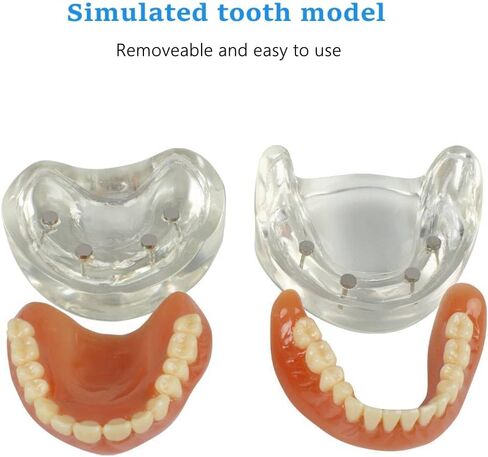 نموذج عرض الأسنان القياسي للبالغين مع أسنان قابلة للإزالة للتدريس والعرض النظيف والتعليم ونموذج الأسنان القياسي in Kuwait