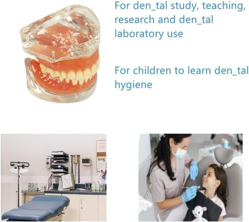 نموذج عرض الأسنان القياسي للبالغين مع أسنان قابلة للإزالة للتدريس والعرض النظيف والتعليم ونموذج الأسنان القياسي in Kuwait
