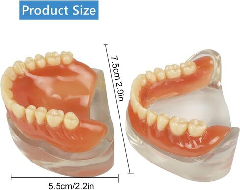 نموذج عرض الأسنان القياسي للبالغين مع أسنان قابلة للإزالة للتدريس والعرض النظيف والتعليم ونموذج الأسنان القياسي in Kuwait