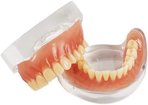 نموذج عرض الأسنان القياسي للبالغين مع أسنان قابلة للإزالة للتدريس والعرض النظيف والتعليم ونموذج الأسنان القياسي in Kuwait