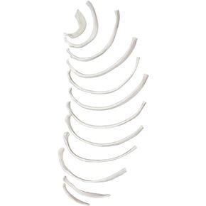 عظام ضلعية مفككة - نصف مجموعة، 12 عظمة - نسخة طبق الأصل من نموذج عظمة ضلع بشرية دقيقة تشريحيًا - مُلصقة على الأطراف - ديكورات الهالوين - مختبرات إيسكو in Kuwait