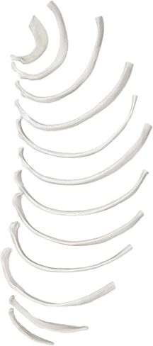 عظام ضلعية مفككة - نصف مجموعة، 12 عظمة - نسخة طبق الأصل من نموذج عظمة ضلع بشرية دقيقة تشريحيًا - مُلصقة على الأطراف - ديكورات الهالوين - مختبرات إيسكو in Kuwait