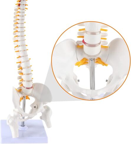 نموذج تشريح العمود الفقري المصغر من HINGONS، نموذج عمود فقري صغير مقاس 15.5 بوصة تفاصيل الفقرات والأعصاب الشوكية والقطنية والحوض، مع حامل لطلاب الطب وأخصائيي تقويم العمود الفقري (يتضمن دليل المنتج) in Kuwait