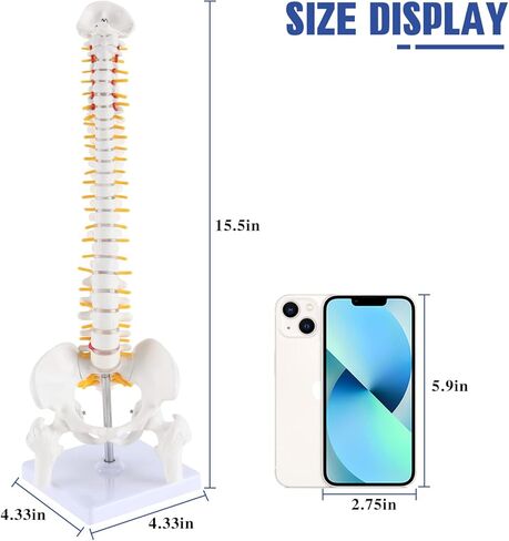 نموذج تشريح العمود الفقري المصغر من HINGONS، نموذج عمود فقري صغير مقاس 15.5 بوصة تفاصيل الفقرات والأعصاب الشوكية والقطنية والحوض، مع حامل لطلاب الطب وأخصائيي تقويم العمود الفقري (يتضمن دليل المنتج) in Kuwait