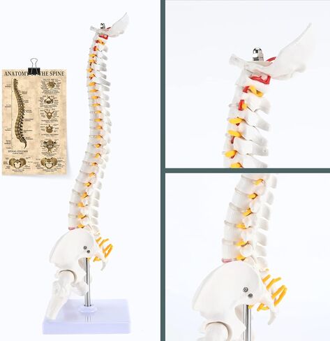 نموذج تشريح العمود الفقري المصغر من HINGONS، نموذج عمود فقري صغير مقاس 15.5 بوصة تفاصيل الفقرات والأعصاب الشوكية والقطنية والحوض، مع حامل لطلاب الطب وأخصائيي تقويم العمود الفقري (يتضمن دليل المنتج) in Kuwait