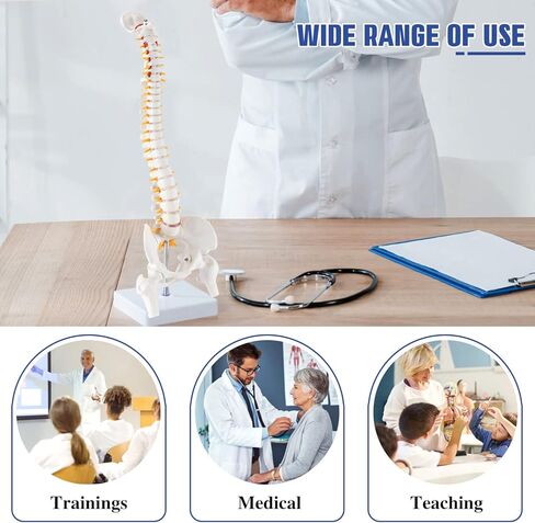 نموذج تشريح العمود الفقري المصغر من HINGONS، نموذج عمود فقري صغير مقاس 15.5 بوصة تفاصيل الفقرات والأعصاب الشوكية والقطنية والحوض، مع حامل لطلاب الطب وأخصائيي تقويم العمود الفقري (يتضمن دليل المنتج) in Kuwait