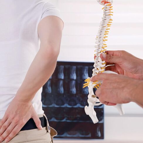 نموذج تشريح العمود الفقري المصغر من HINGONS، نموذج عمود فقري صغير مقاس 15.5 بوصة تفاصيل الفقرات والأعصاب الشوكية والقطنية والحوض، مع حامل لطلاب الطب وأخصائيي تقويم العمود الفقري (يتضمن دليل المنتج) in Kuwait