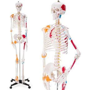 Ultrassist Human Skeleton Model, Life Size Anatomical Skeleton Replica with Spinal Nerves, Muscle Insertion and Origin Points, Joint Ligaments for Human Skeleton Anatomy Study, Includes Rolling Stand in Kuwait