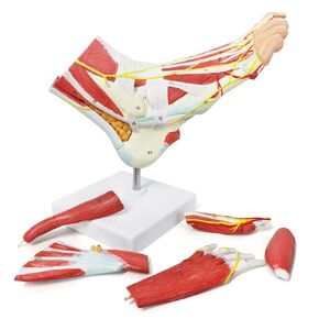 نموذج هيكل عظمي تشريحي للقدم من إيفوتيك مع عظام وعضلات وأربطة وأعصاب وأوعية دم، 9 أجزاء بالحجم الطبيعي ذات جودة طبية لمفاصل القدم سهلة التركيب لدراسة التدريس في الفصول الطبية in Kuwait