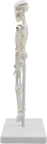 نموذج هيكل عظمي بشري مصغر، بطول 8 بوصات - مع حامل وحامل - نموذج تشريحي، ومفاصل مفصلية ومرنة - Eisco Labs in Kuwait