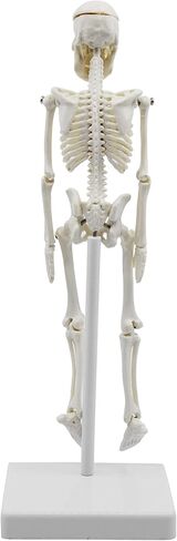 نموذج هيكل عظمي بشري مصغر، بطول 8 بوصات - مع حامل وحامل - نموذج تشريحي، ومفاصل مفصلية ومرنة - Eisco Labs in Kuwait