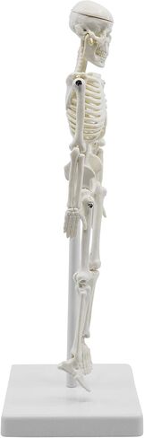 نموذج هيكل عظمي بشري مصغر، بطول 8 بوصات - مع حامل وحامل - نموذج تشريحي، ومفاصل مفصلية ومرنة - Eisco Labs in Kuwait