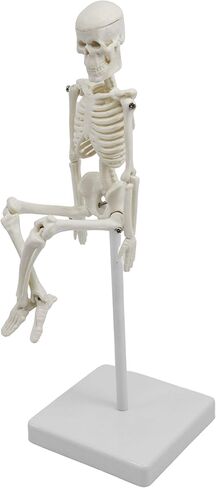 نموذج هيكل عظمي بشري مصغر، بطول 8 بوصات - مع حامل وحامل - نموذج تشريحي، ومفاصل مفصلية ومرنة - Eisco Labs in Kuwait