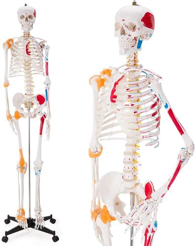 Ultrassist Human Skeleton Model, Life Size Anatomical Skeleton Replica with Spinal Nerves, Muscle Insertion and Origin Points, Joint Ligaments for Human Skeleton Anatomy Study, Includes Rolling Stand in Kuwait