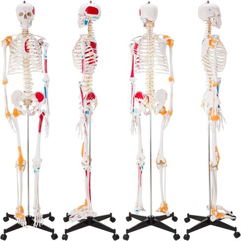 Ultrassist Human Skeleton Model, Life Size Anatomical Skeleton Replica with Spinal Nerves, Muscle Insertion and Origin Points, Joint Ligaments for Human Skeleton Anatomy Study, Includes Rolling Stand in Kuwait