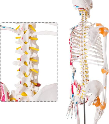 Ultrassist Human Skeleton Model, Life Size Anatomical Skeleton Replica with Spinal Nerves, Muscle Insertion and Origin Points, Joint Ligaments for Human Skeleton Anatomy Study, Includes Rolling Stand in Kuwait