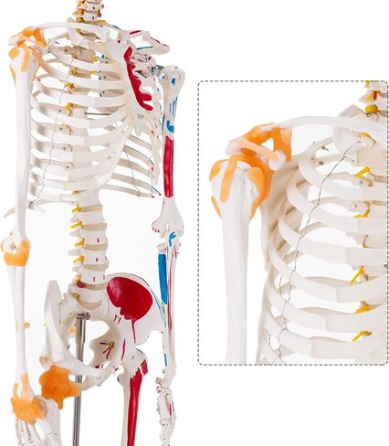 Ultrassist Human Skeleton Model, Life Size Anatomical Skeleton Replica with Spinal Nerves, Muscle Insertion and Origin Points, Joint Ligaments for Human Skeleton Anatomy Study, Includes Rolling Stand in Kuwait