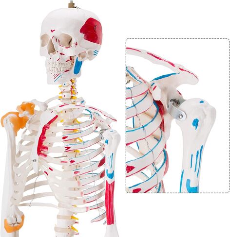 Ultrassist Human Skeleton Model, Life Size Anatomical Skeleton Replica with Spinal Nerves, Muscle Insertion and Origin Points, Joint Ligaments for Human Skeleton Anatomy Study, Includes Rolling Stand in Kuwait