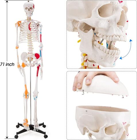 Ultrassist Human Skeleton Model, Life Size Anatomical Skeleton Replica with Spinal Nerves, Muscle Insertion and Origin Points, Joint Ligaments for Human Skeleton Anatomy Study, Includes Rolling Stand in Kuwait