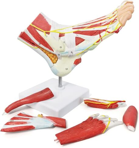 نموذج هيكل عظمي تشريحي للقدم من إيفوتيك مع عظام وعضلات وأربطة وأعصاب وأوعية دم، 9 أجزاء بالحجم الطبيعي ذات جودة طبية لمفاصل القدم سهلة التركيب لدراسة التدريس في الفصول الطبية in Kuwait