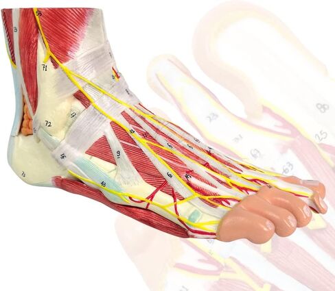 نموذج هيكل عظمي تشريحي للقدم من إيفوتيك مع عظام وعضلات وأربطة وأعصاب وأوعية دم، 9 أجزاء بالحجم الطبيعي ذات جودة طبية لمفاصل القدم سهلة التركيب لدراسة التدريس في الفصول الطبية in Kuwait