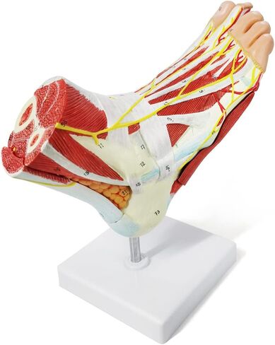 نموذج هيكل عظمي تشريحي للقدم من إيفوتيك مع عظام وعضلات وأربطة وأعصاب وأوعية دم، 9 أجزاء بالحجم الطبيعي ذات جودة طبية لمفاصل القدم سهلة التركيب لدراسة التدريس في الفصول الطبية in Kuwait