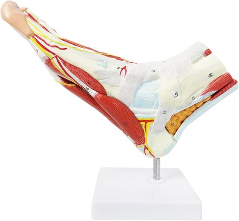 نموذج هيكل عظمي تشريحي للقدم من إيفوتيك مع عظام وعضلات وأربطة وأعصاب وأوعية دم، 9 أجزاء بالحجم الطبيعي ذات جودة طبية لمفاصل القدم سهلة التركيب لدراسة التدريس في الفصول الطبية in Kuwait