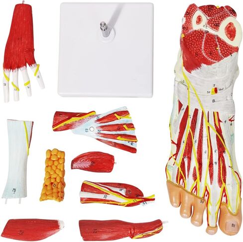 نموذج هيكل عظمي تشريحي للقدم من إيفوتيك مع عظام وعضلات وأربطة وأعصاب وأوعية دم، 9 أجزاء بالحجم الطبيعي ذات جودة طبية لمفاصل القدم سهلة التركيب لدراسة التدريس في الفصول الطبية in Kuwait