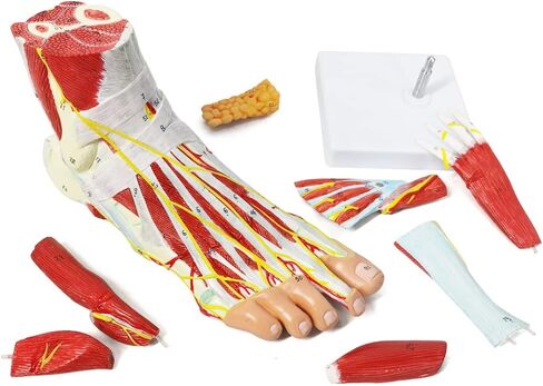 نموذج هيكل عظمي تشريحي للقدم من إيفوتيك مع عظام وعضلات وأربطة وأعصاب وأوعية دم، 9 أجزاء بالحجم الطبيعي ذات جودة طبية لمفاصل القدم سهلة التركيب لدراسة التدريس في الفصول الطبية in Kuwait