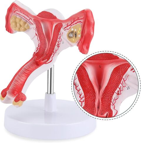 RONTEN 1:1 Human Female Uterus Ovary Model, Anatomical Cross Section Bilateral Ovarian Uterus Model, Anatomical Section Study Tool for Teaching, Learning, Display in Kuwait
