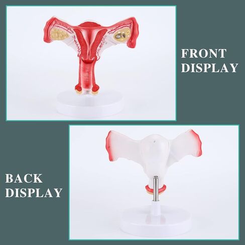 RONTEN 1:1 Human Female Uterus Ovary Model, Anatomical Cross Section Bilateral Ovarian Uterus Model, Anatomical Section Study Tool for Teaching, Learning, Display in Kuwait