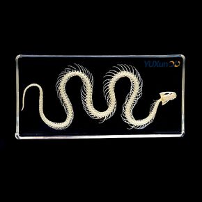 Real Snake Skeleton Animal Specimen in Acrylic Block Paperweights Science Classroom Specimens for Science Education in Saudi Arabia