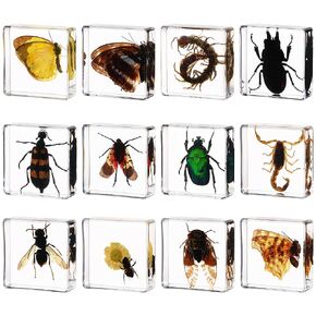 12 Real Insect Resin in Specimens Collection - Educational Toy for Kids, Different Insect specimens Preserved in Resin for Kids Scientific（12 Styles