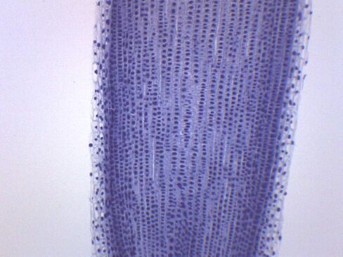 10PK Allium Root Tips, Mitosis - Prepared Microscope Slides - Classroom Pack, 10 Slides in Storage Case - Biology & Microscopy - Eisco Labs in Saudi Arabia