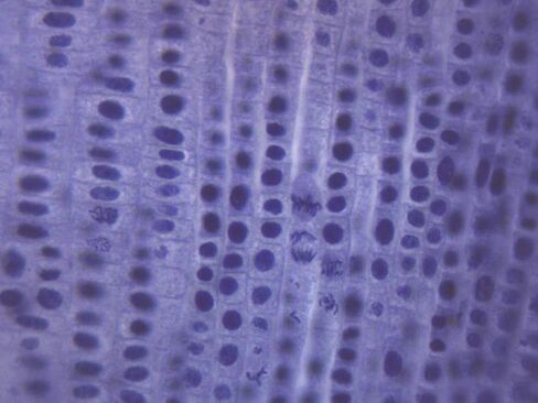10PK Allium Root Tips, Mitosis - Prepared Microscope Slides - Classroom Pack, 10 Slides in Storage Case - Biology & Microscopy - Eisco Labs in Saudi Arabia