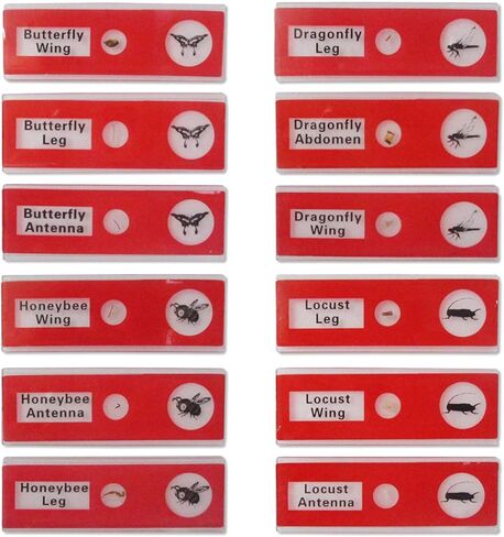 اكيتوك مجموعة شرائح مجهر جاهزة 48 قطعة من الحيوانات والحشرات والنباتات والزهور وعينات للتعليم in Kuwait