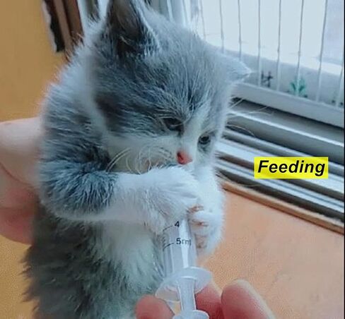 5 عبوات من المحاقن 60 مل مع اغطية، حقنة بلاستيكية للمختبرات العلمية وتوزيع السوائل متري متعدد الاستخدامات in Kuwait