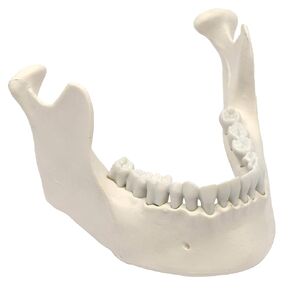 Mandible & Lower Jaw Model with 16 Teeth - Anatomically Accurate Human Bone Replica - Natural Size, Natural Color - Eisco Labs in Kuwait