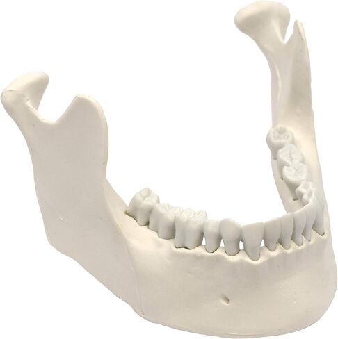 Mandible & Lower Jaw Model with 16 Teeth - Anatomically Accurate Human Bone Replica - Natural Size, Natural Color - Eisco Labs in Kuwait