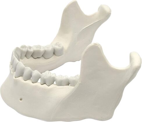 Mandible & Lower Jaw Model with 16 Teeth - Anatomically Accurate Human Bone Replica - Natural Size, Natural Color - Eisco Labs in Kuwait