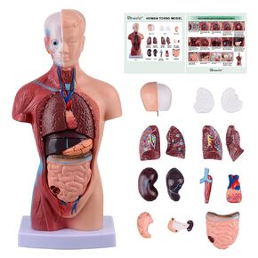 Ultrassist Human Torso Model Includes Digital Manual, Human Body Model for Kids, Human Anatomy Model for Science Education in Kuwait
