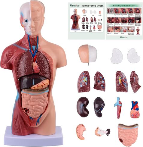 Ultrassist Human Torso Model Includes Digital Manual, Human Body Model for Kids, Human Anatomy Model for Science Education in Kuwait