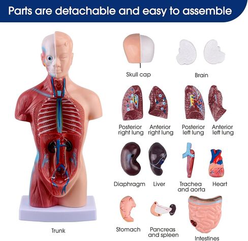 Ultrassist Human Torso Model Includes Digital Manual, Human Body Model for Kids, Human Anatomy Model for Science Education in Kuwait