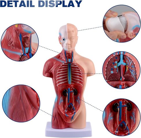 Ultrassist Human Torso Model Includes Digital Manual, Human Body Model for Kids, Human Anatomy Model for Science Education in Kuwait