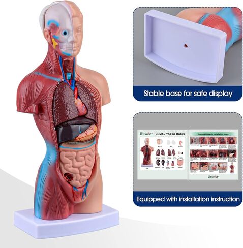 Ultrassist Human Torso Model Includes Digital Manual, Human Body Model for Kids, Human Anatomy Model for Science Education in Kuwait