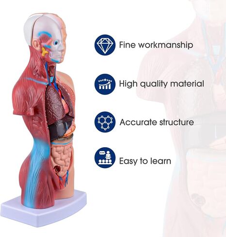 Ultrassist Human Torso Model Includes Digital Manual, Human Body Model for Kids, Human Anatomy Model for Science Education in Kuwait